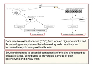 Structural changes to essential components of the lung are caused by
oxidative stress, contributing to irreversible damage of both
parenchyma and airway walls.
Both reactive oxidant species (ROS) from inhaled cigarette smoke and
those endogenously formed by inflammatory cells constitute an
increased intrapulmonary oxidant burden.
 