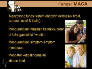 Mengatur ketidaknormalan  kitaran haid. Menyokong fungsi sistem endokrin (termasuk tiroid, adrenal, ovari & testis). Mengurangkan masalah ketidaksuburan  di kalangan lelaki / wanita. Mengurangkan simptom-simptom  menopaus. Fungsi   MACA 