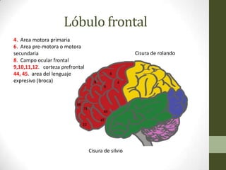 Citoar
                                                       Lóbulo frontal


                      ELóbulo frontal
                     l lóbulo frontal está ubicado delante de la
                     cisura central y por encima de la cisura la-
                     teral. La circunvolución pre central es el
              área motora primaria o área citoarquitectónica 4 (de
              Brodman). Sus células piramidales constituyen la
                                                                     da y de abajo hacia arriba, son las estructuras que
                                                                     participan en la deglución oral, la deglución lingual,
                                                                     los movimientos de la mandíbula, los movimientos
                                                                     de los labios, los movimientos de la laringe, de los
                                                                     párpados y de las cejas. Luego, la mano con una am-
4. Areamotora primaria de la vía motora. A esta área co-
              primera neurona                                        plia representación cortical, en especial para el dedo
              rresponde el homúnculo donde están representados       pulgar, la muñeca, el codo, el hombro y el tronco. La
6. Areapre-motora o motora cuerpo que, en forma inverti-
              los movimientos del                                    cadera se ubica en la parte más alta de esta área, y el
secundaria                                                           Cisura de rolando
8. Campo ocular frontal
9,10,11,12. corteza prefrontal
44, 45. area del lenguaje
expresivo (broca)




                                         Cisura de silvio
 