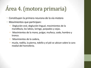 Área 4. (motora primaria)
• Constituyen la primera neurona de la vía motora
• Movimientos que participan:
  • Deglución oral, deglución lingual, movimientos de la
    mandíbula, los labios, laringe, parpados y cejas.
  • Movimientos de la mano, pulgar, muñeca, codo, hombro y
    tronco.
  • Movimientos de la cadera,
  • muslo, rodilla, la pierna, tobillo y el pié se ubican sobre la cara
    medial del hemisferio.
 