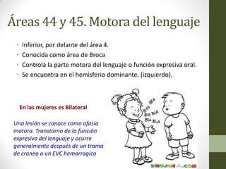 Áreas 44 y 45. Motora del lenguaje
  •    Inferior, por delante del área 4.
  •    Conocida como área de Broca
  •    Controla la parte motora del lenguaje o función expresiva oral.
  •    Se encuentra en el hemisferio dominante. (izquierdo).



      En las mujeres es Bilateral

 Una lesión se conoce como afasia
 motora. Transtorno de la función
 expresiva del lenguaje y ocurre
 generalmente después de un trama
 de craneo o un EVC hemorragico
 
