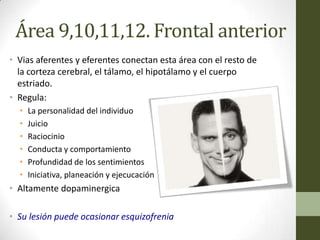 Área 9,10,11,12. Frontal anterior
• Vias aferentes y eferentes conectan esta área con el resto de
  la corteza cerebral, el tálamo, el hipotálamo y el cuerpo
  estriado.
• Regula:
  •   La personalidad del individuo
  •   Juicio
  •   Raciocinio
  •   Conducta y comportamiento
  •   Profundidad de los sentimientos
  •   Iniciativa, planeación y ejecucación
• Altamente dopaminergica

• Su lesión puede ocasionar esquizofrenia
 