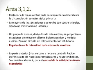 Área 3,1,2.
• Posterior a la cisura central en la cara hemisférica lateral esta
  la circunvolución somatestésica primaria.
• La mayoría de las sensaciones que recibe son contra laterales,
  siendo un mínimo homo laterales.

• Un grupo de axones, derivados de esta corteza, se proyectan a
  estaciones de relevo en tálamo, bulbo raquideo, y médula
  espinal. Para un circuito de retroalimentación inhibitoria.
• Regulando asi la intensidad de la aferencia sensitiva.

• La parte anterior (mas cercana a la cisura central). Recibe
  aferencias de los husos neuromusculares y neurotendinosos.
  Se conectan al área 4, para el control de la actividad músculo
  esqueletica
 