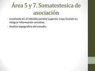 Área 5 y 7. Somatestesica de
             asociación
• Localizada en el lobulillo parietal superior. Cuya función es
  integrar información sensitiva.
• Analisis topografico del estudio.




• Una lesión es conocida como Estereoagnosia.
 