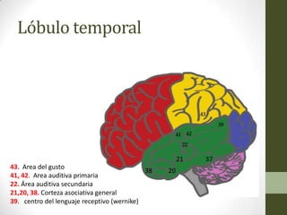son bilaterales. Un grupo de axones derivados de esta     ción sensitiva. Por ejemplo, si se coloca un re




          Citoarquitectura
                             corteza, se proyectan a estaciones de relevo en tálamo,   la mano de un paciente con los ojos vendado
                             bulbo raquídeo y médula espinal, para un circuito de      podrá identifi carlo, lo que se conoce como est

  Lóbulo temporal            retroalimentación inhibidora, regulando así la intensi-
                             dad de la aferencia sensitiva. La parte más anterior de
                             esta circunvolución, cercana a la cisura central, reci-
                                                                                       nosia. Esta corteza sensitiva reconoce la for
                                                                                       tamaño, la textura, el peso, el placer o el dol
                                                                                       producen elementos conocidos con anteriorid


                                                                      Lóbulo temporal




                                                                                     21         37
43. Area del gusto
                                            38                                  20
41, 42. Area auditiva primaria
22. Área auditiva secundaria
21,20, 38. Corteza asociativa general
39. centro del lenguaje receptivo (wernike)
 