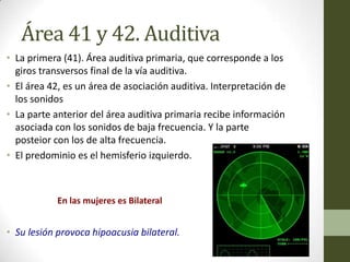 Área 41 y 42. Auditiva
• La primera (41). Área auditiva primaria, que corresponde a los
  giros transversos final de la vía auditiva.
• El área 42, es un área de asociación auditiva. Interpretación de
  los sonidos
• La parte anterior del área auditiva primaria recibe información
  asociada con los sonidos de baja frecuencia. Y la parte
  posteior con los de alta frecuencia.
• El predominio es el hemisferio izquierdo.



            En las mujeres es Bilateral


• Su lesión provoca hipoacusia bilateral.
 