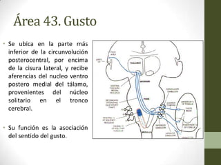 Área 43. Gusto
• Se ubica en la parte más
  inferior de la circunvolución
  posterocentral, por encima
  de la cisura lateral, y recibe
  aferencias del nucleo ventro
  postero medial del tálamo,
  provenientes del núcleo
  solitario en el tronco
  cerebral.

• Su función es la asociación
  del sentido del gusto.
 