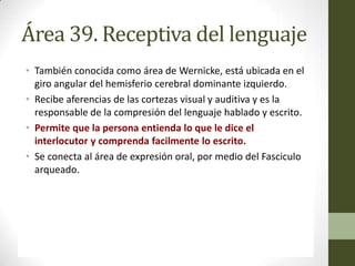 Área 39. Receptiva del lenguaje
• También conocida como área de Wernicke, está ubicada en el
  giro angular del hemisferio cerebral dominante izquierdo.
• Recibe aferencias de las cortezas visual y auditiva y es la
  responsable de la compresión del lenguaje hablado y escrito.
• Permite que la persona entienda lo que le dice el
  interlocutor y comprenda facilmente lo escrito.
• Se conecta al área de expresión oral, por medio del Fasciculo
  arqueado.

• La lesión produce afasia sensitiva. El paciente no entiende
  absolutamente nada de lo que se le dice. Pero puede hablar
  perfectamente. Si la lesión se produce en la zona mas anterior,
  el paciente presentará agrafia (incapacidad para escribir).
 