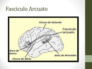 Fasciculo Arcuato
 