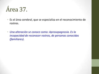Área 37.
• Es el área cerebral, que se especializa en el reconocimiento de
  rostros.

• Una alteración se conoce como: Aprosopagnosia. Es la
  incapacidad de reconocer rostros, de personas conocidas
  (familiares).
 