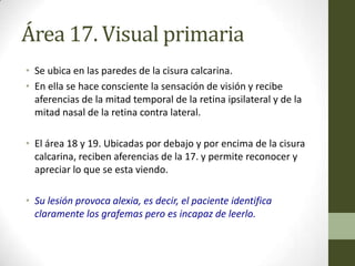 Área 17. Visual primaria
• Se ubica en las paredes de la cisura calcarina.
• En ella se hace consciente la sensación de visión y recibe
  aferencias de la mitad temporal de la retina ipsilateral y de la
  mitad nasal de la retina contra lateral.

• El área 18 y 19. Ubicadas por debajo y por encima de la cisura
  calcarina, reciben aferencias de la 17. y permite reconocer y
  apreciar lo que se esta viendo.

• Su lesión provoca alexia, es decir, el paciente identifica
  claramente los grafemas pero es incapaz de leerlo.
 