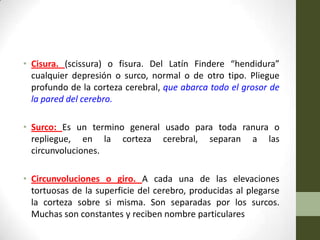 • Cisura. (scissura) o fisura. Del Latín Findere “hendidura”
  cualquier depresión o surco, normal o de otro tipo. Pliegue
  profundo de la corteza cerebral, que abarca todo el grosor de
  la pared del cerebro.

• Surco: Es un termino general usado para toda ranura o
  repliegue, en la corteza cerebral, separan a las
  circunvoluciones.

• Circunvoluciones o giro. A cada una de las elevaciones
  tortuosas de la superficie del cerebro, producidas al plegarse
  la corteza sobre si misma. Son separadas por los surcos.
  Muchas son constantes y reciben nombre particulares
 