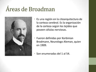 Áreas de Broadman
         • Es una región en la citoarquitectura de
           la corteza cerebral. Es la organización
           de la corteza según los tejidos que
           poseen células nerviosas.

         • Fueron definidas por Korbinian
           Brodmann, Neurologo Aleman, quien
           en 1909.

         • Son enumeradas del 1 al 54.
 
