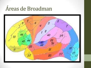 Áreas de Broadman
 