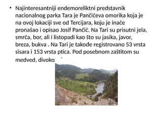 • Najinteresantniji endemoreliktni predstavnik
nacionalnog parka Tara je Pančićeva omorika koja je
na ovoj lokaciji sve od Tercijara, koju je inače
pronašao i opisao Josif Pančić. Na Tari su prisutni jela,
smrča, bor, ali i listopadi kao što su jasika, javor,
breza, bukva . Na Tari je takođe registrovano 53 vrsta
sisara i 153 vrsta ptica. Pod posebnom zaštitom su
medved, divokoza i srna.
 