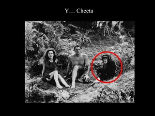 Y… Cheeta 