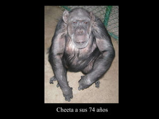Cheeta a sus 74 años 