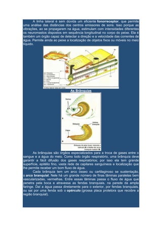 A linha lateral é sem dúvida um eficiente fonorreceptor, que permite 
uma análise das distâncias dos centros emissores de sons. Isso porque as 
vibrações, ao se propagarem na água, estimulam com intensidades diferentes 
os neuromastos dispostos em sequência longitudinal no corpo do peixe. Ela é 
também um órgão capaz de detectar a direção e a velocidade das correntes de 
água. Permite ainda ao peixe a localização de objetos fixos ou móveis no meio 
líquido. 
As Brânquias 
As brânquias são órgãos especializados para a troca de gases entre o 
sangue e a água do meio. Como todo órgão respiratório, uma brânquia deve 
garantir a fácil difusão dos gases respiratórios; por isso ela tem grande 
superfície, epitélio fino, vasta rede de capilares sanguíneos e localização que 
lhe permite receber um bom fluxo de água. 
Cada brânquia tem um arco ósseo ou cartilaginoso se sustentação, 
o arco branquial. Nele há um grande número de finas lâminas paralelas bem 
vascularizadas, vermelhas. Entre essas lâminas passa o fluxo de água que 
penetra pela boca e atravessa as fendas branquiais, na parede da ampla 
faringe. Daí a água passa diretamente para o exterior, por fendas branquiais, 
ou sai por uma fenda sob o opérculo (grossa placa protetora que recobre a 
região branquial). 
 