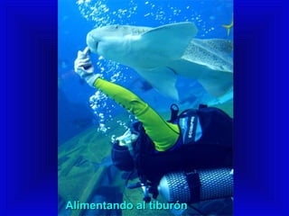 AAlliimmeenn ttaannddoo aall ttiibbuurróónn 
 