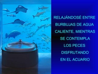 RELAJÁNDOSÉ ENTRE 
BURBUJAS DE AGUA 
CALIENTE, MIENTRAS 
SE CONTEMPLA 
LOS PECES 
DISFRUTANDO 
EN EL ACUARIO 
 