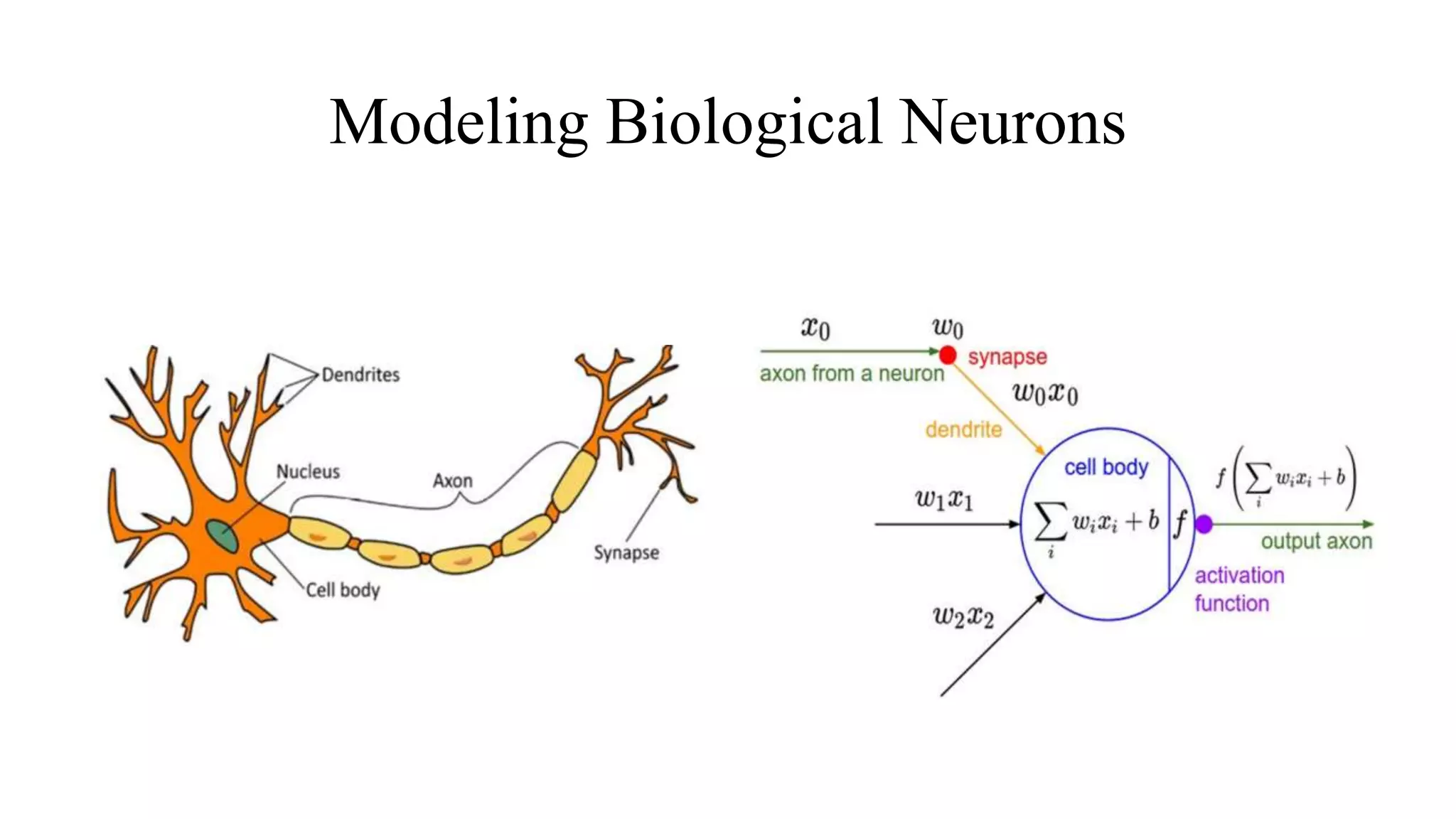 Modeling Biological Neurons
 