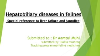 Submitted to : Dr Aamtul Muhi
submitted by :Nadia mushtaq
Tracking programme(feline medicine)
Hepatobiliary diseases in felines
Special reference to liver failure and jaundice
 