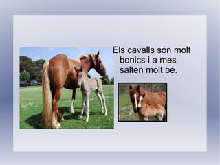 Els cavalls són molt bonics i a mes salten molt bé. 