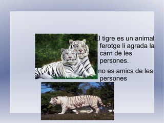 El tigre es un animal ferotge li agrada la carn de les persones. 