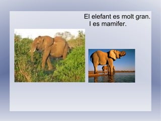 El lleó es un animal molt bonic pero menja molt.  