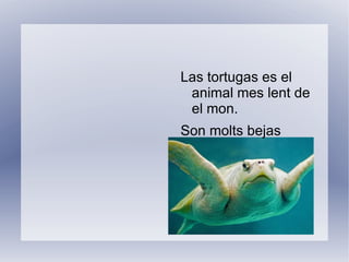 I es el rei de la selva. 