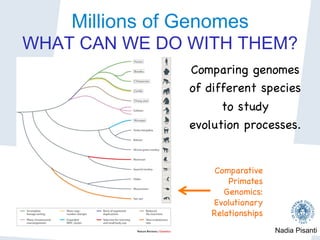 Nadia Pisanti
Millions of Genomes
WHAT CAN WE DO WITH THEM?
Comparing genomes 

of different species 

to study 

evolution processes.



Comparative
Primates
Genomics:
Evolutionary
Relationships

 