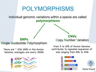 Nadia Pisanti
POLYMORPHISMS
Individual genomic variations within a specie are called
polymorphisms
SNPs
Single Nucleotide Polymorphism
There are ~ 10M SNPs in the Human
Genome, averagely one every 1000b

CNVs
Copy Number Variation
From 5 to 10% of Human Genome
contributes to repeated sequences of
size ranging from 50b to 3Mb

 