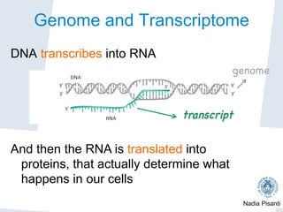 Nadia Pisanti
Genome and TranscriptomeRNA content depends on tissue, environment, and ce
life stage.;
it is transcribed from DNA in correspondence of gene
DNA
RNA
50
30
50
30
50
30
Biological analysis of the transcriptome
Collect the complete set of genes (annotation);
capture all expressed RNA molecules (quantiﬁcation)
and compare expression levels among samples
(diﬀerential expression).
DNA transcribes into RNA
And then the RNA is translated into
proteins, that actually determine what
happens in our cells
transcript

genome

 