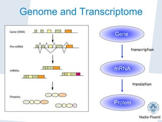 Nadia Pisanti
Gene
mRNA
Protein
translation

transcription

Genome and Transcriptome
 