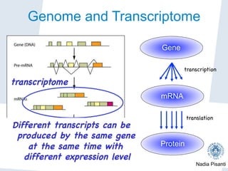 Nadia Pisanti
Gene
mRNA
Protein
transcription

translation

transcriptome

Genome and Transcriptome
Different transcripts can be
produced by the same gene
at the same time with
different expression level

 