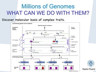 Nadia Pisanti
Millions of Genomes
WHAT CAN WE DO WITH THEM?
Discover molecular basis of complex traits.

 