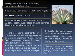 Aloe spp – Aloe  vera ou A. barbadensis) Nome popular: Babosa, áloes Cicatrizante, antimicrobiano, e hidratante da pele Parte usada : Folhas  Uso - AC Planta herbácea suculenta,  1 metro de altura. Ao cortar  escorre  suco viscoso, amarelo  e amargo. Finalidade  medicinal e cosmética  O líquido da planta possui atividade  cicatrizante  devid0 a polissacarídeos  Age sobre bactérias e fungos,  devido a um  complexo fitoterápico  É indicada como cicatrizante em  queimaduras e ferimentos superficiais da pele, pela aplicação local  direta do sumo fresco,  ou cortando-se uma folha que,  serve como um delicado pincel. Contusões, entorses e dores reumáticas -  50 g folha  com 1/2 litro da mistura de álcool e água - compressas e massagens. Quando ingerido em grandes quantidades, especialmente em crianças, ocorre  retenção de líquidos. 
