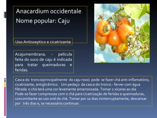 Anacardium occidentale Nome popular: Caju Acajumembrana. - película feita do suco de caju é indicada para tratar queimaduras e feridas. Uso:Antisseptico e cicatrizante Casca do  tronco(principalmente  do caju roxo)  pode  se fazer chá anti-inflamatório, cicatrizante, antiglicêmico.  Um pedaço  da casca do tronco - ferver com água filtrada  o chá terá uma cor levemente amarronzada. Tomar 2 xícaras ao dia  Pode-se fazer compressas com o chá para cicatrização de feridas e queimaduras, concomitante ao uso oral do chá. Tomar por 10 dias ininterruptamente, descansar por  três dias e, se necessário continuar. 