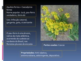 Partes usadas:  Cascas Apuleia ferrea = Caesalpinia ferrea Nome popular: Jucá, pau-ferro verdadeiro, ibirá-obi Uso: Infecção catarral, garganta, gota, cicatrizante O pau-ferro é uma árvore , nativa da mata atlântica, ocorrendo do sudeste ao nordeste do Brasil, nas florestas pluviais de encosta  Propriedades:  Anti-séptico, antimicrobiana, adstringente, depurativo. 