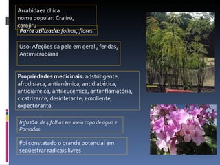 Arrabidaea chica nome popular: Crajirú, carajiru Uso: Afeções da pele em geral , feridas, Antimicrobiana Foi constatado o grande potencial  em seqüestrar radicais livres Parte utilizada:  folhas, flores .  Infusão   de 4 folhas em meio copo de água e  Pomadas  Propriedades medicinais:  adstringente, afrodisíaca, antianêmica, antidiabética, antidiarréica, antileucêmica, antiinflamatória, cicatrizante, desinfetante, emoliente, expectorante.  