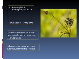 Bidens pilosa nome popular: Picão Partes usadas : toda planta  Modo de usar : suco de folhas frescas na forma de compressas sobre as ferida  Indicacoes: abcessos, afeccoes cutaneas, estomatites e feridas 