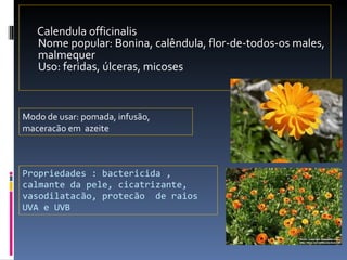 Propriedades : bactericida , calmante da pele, cicatrizante, vasodilatacão, protecão  de raios UVA e UVB Calendula officinalis Nome popular: Bonina, calêndula, flor-de-todos-os males, malmequer Uso: feridas, úlceras, micoses Modo de usar: pomada, infusão, maceracão em  azeite 