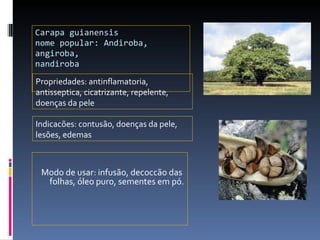Carapa guianensis nome popular: Andiroba, angiroba,  nandiroba Modo de usar: infusão, decoccão das folhas, óleo puro, sementes em pó.  Propriedades: antinflamatoria, antisseptica, cicatrizante, repelente, doenças da pele Indicacões: contusão, doenças da pele, lesões, edemas 