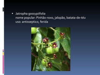 Jatropha gossypiifolia nome popular: Pinhão-roxo, jalopão, batata-de-téu uso: antisseptico, ferida 