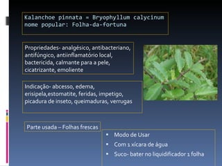 Kalanchoe pinnata = Bryophyllum calycinum nome popular: Folha-da-fortuna Modo de Usar Com 1 xícara de água  Suco- bater no liquidificador 1 folha  Propriedades- analgésico, antibacteriano, antifúngico, antiinflamatório local, bactericida, calmante para a pele, cicatrizante, emoliente Indicação- abcesso, edema, erisipela,estomatite, feridas, impetigo, picadura de inseto, queimaduras, verrugas Parte usada – Folhas frescas 