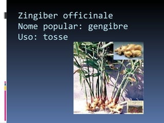 Zingiber officinale Nome popular: gengibre Uso: tosse 