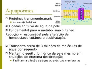 Aquaporines Proteínas transmembranárias ou canais hídricos Ligadas ao fluxo de água na pele.  Fundamental para o metabolismo cutâneo Redução – responsável pela alteração da homeostasia cutânea e desidratação. Transporta cerca de 3 milhões de moléculas de água por segundo Mantem o equilíbrio hídrico da pele mesmo em situações de extrema desidratação Facilitam a difusão de água através das membranas  