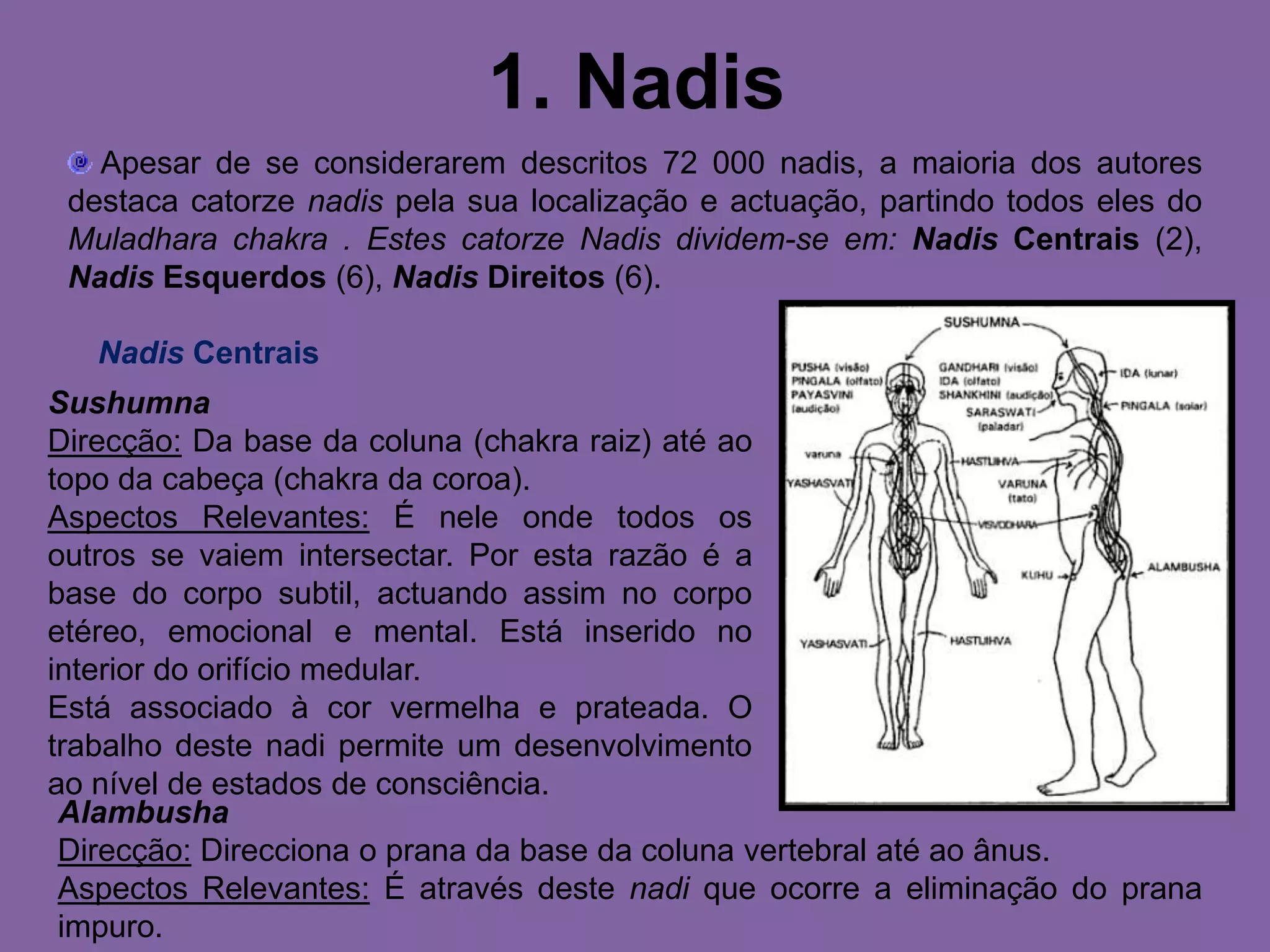 1. Nadis Apesar de se considerarem descritos 72 000 nadis, a maioria dos autores destaca catorze nadis pela sua localização e actuação, partindo todos eles do Muladharachakra . Estes catorze Nadis dividem-se em: Nadis Centrais(2), Nadis Esquerdos (6), Nadis Direitos (6).Nadis CentraisSushumnaDirecção: Da base da coluna (chakra raiz) até ao topo da cabeça (chakra da coroa).Aspectos Relevantes: É nele onde todos os outros se vaiem intersectar. Por esta razão é a base do corpo subtil, actuando assim no corpo etéreo, emocional e mental. Está inserido no interior do orifício medular.Está associado à cor vermelha e prateada. O trabalho deste nadi permite um desenvolvimento ao nível de estados de consciência. AlambushaDirecção: Direcciona o prana da base da coluna vertebral até ao ânus.Aspectos Relevantes: É através deste nadi que ocorre a eliminação do prana impuro.