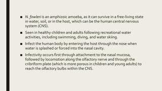 ■ N. fowleri is an amphizoic amoeba, as it can survive in a free-living state
in water, soil, or in the host, which can be the human central nervous
system (CNS).
■ Seen in healthy children and adults following recreational water
activities, including swimming, diving, and water skiing.
■ Infect the human body by entering the host through the nose when
water is splashed or forced into the nasal cavity.
■ Infectivity occurs first through attachment to the nasal mucosa,
followed by locomotion along the olfactory nerve and through the
cribriform plate (which is more porous in children and young adults) to
reach the olfactory bulbs within the CNS.
 