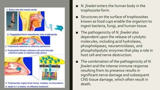 ■ N. fowleri enters the human body in the
trophozoite form.
■ Structures on the surface of trophozoites
known as food cups enable the organism to
ingest bacteria, fungi, and human tissue.
■ The pathogenicity of N. fowleri also
dependent upon the release of cytolytic
molecules, including acid hydrolases,
phospholipases, neuraminidases, and
phospholipolytic enzymes that play a role in
host cell and nerve destruction.
■ The combination of the pathogenicity of N.
fowleri and the intense immune response
resulting from its presence results in
significant nerve damage and subsequent
CNS tissue damage, which often result in
death.
 